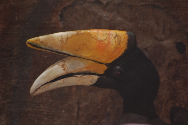 rhinoceros hornbill